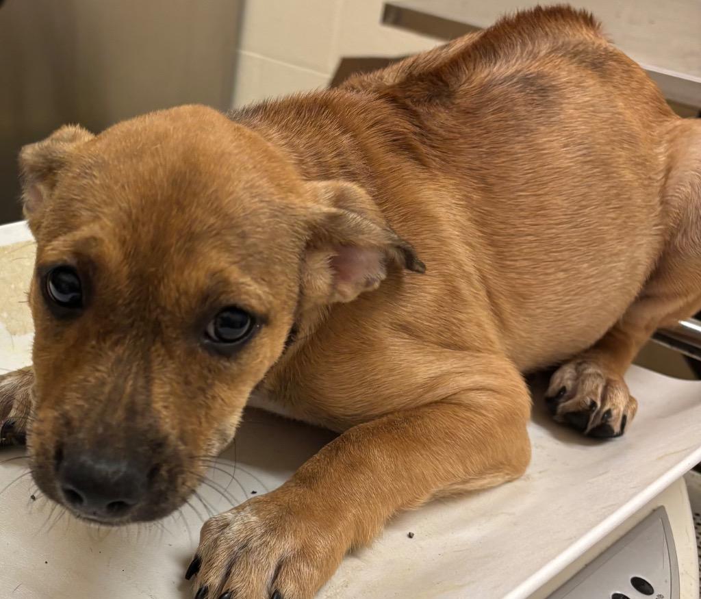 MILLIE, Adoptable, Puppy Female Rhodesian Ridgeback.