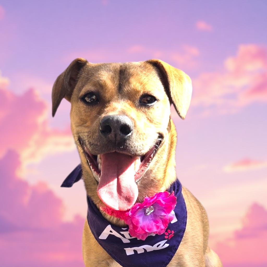 Enlarge MILLIE, a Adoptable Rhodesian Ridgeback in Elizabethton, TN image 2/6