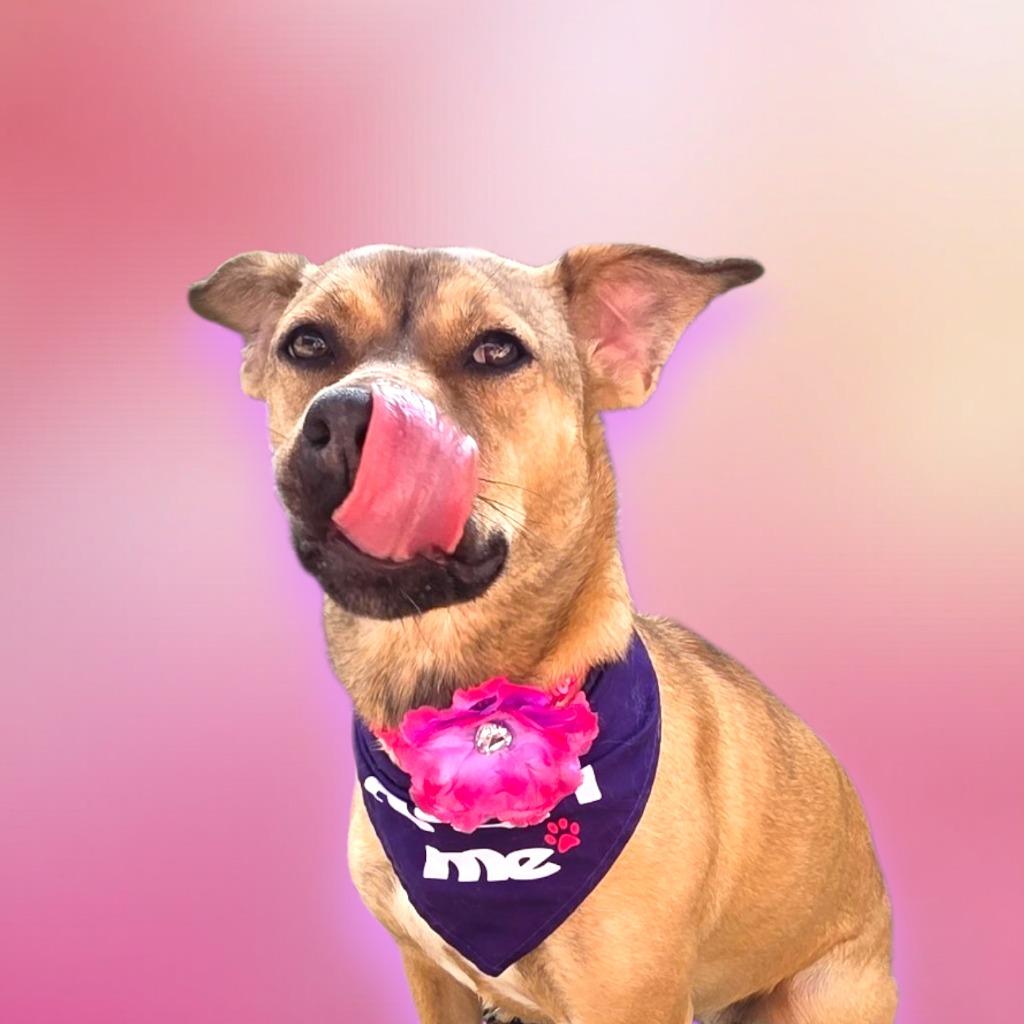 Enlarge MILLIE, a Adoptable Rhodesian Ridgeback in Elizabethton, TN image 3/6