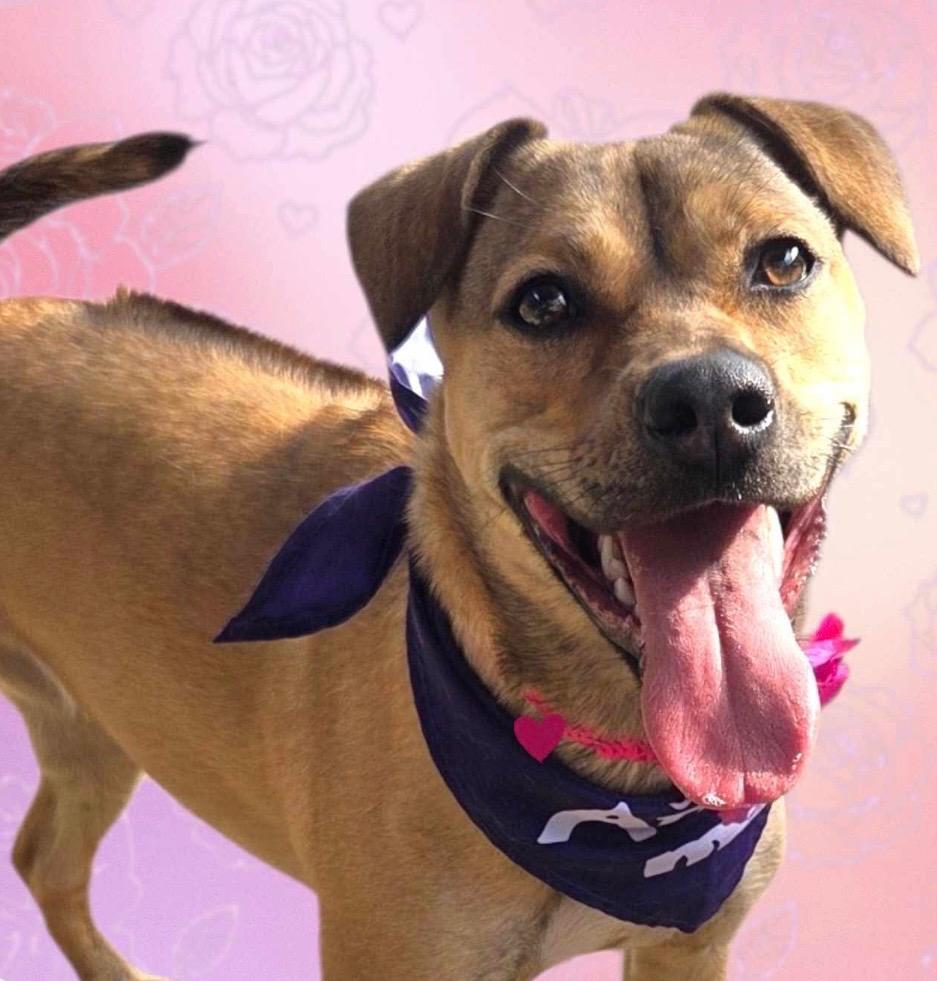 Enlarge MILLIE, a Adoptable Rhodesian Ridgeback in Elizabethton, TN image 4/6