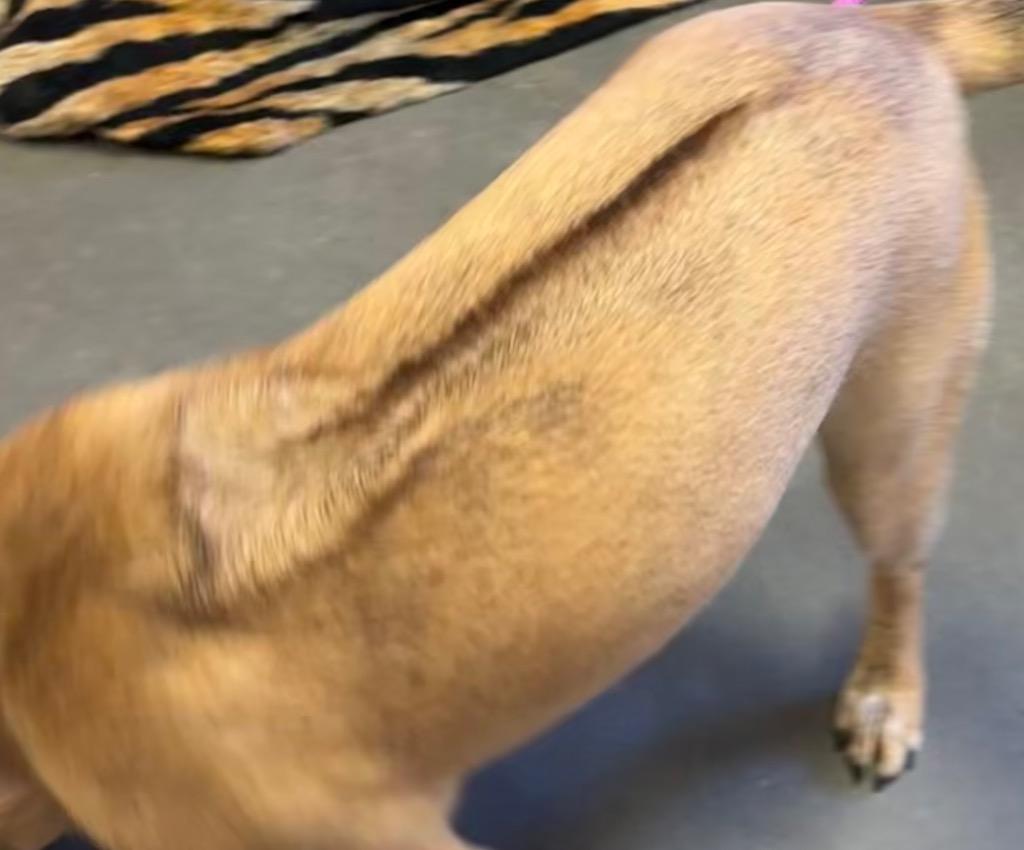 Enlarge MILLIE, a Adoptable Rhodesian Ridgeback in Elizabethton, TN image 5/6