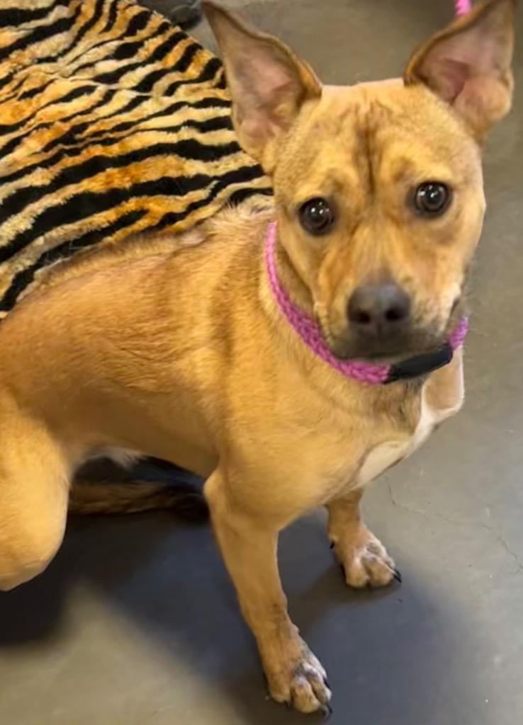 Enlarge MILLIE, a Adoptable Rhodesian Ridgeback in Elizabethton, TN image 6/6