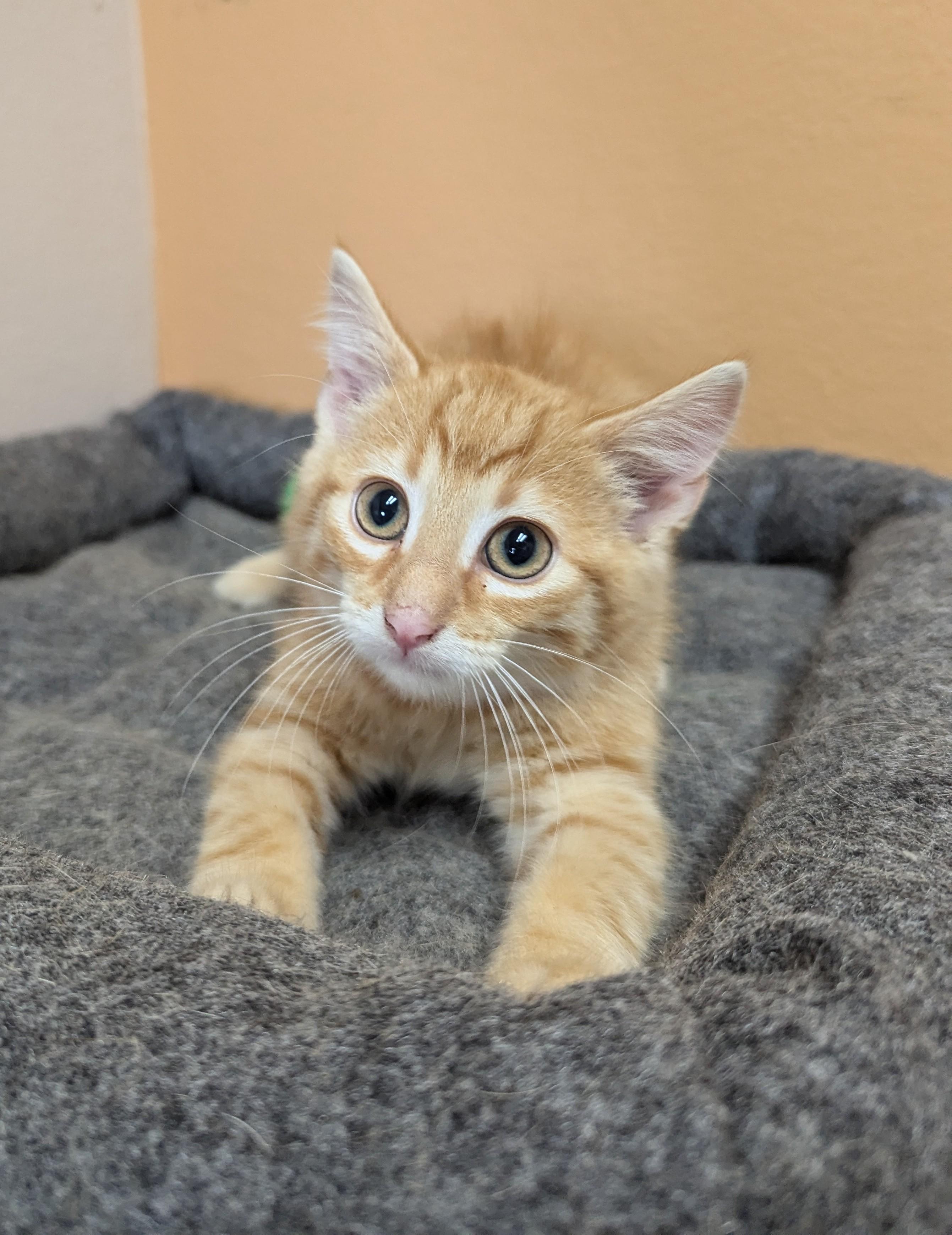 Vice, an adoptable Domestic Short Hair in Oconto, WI, 54153 | Photo Image 3