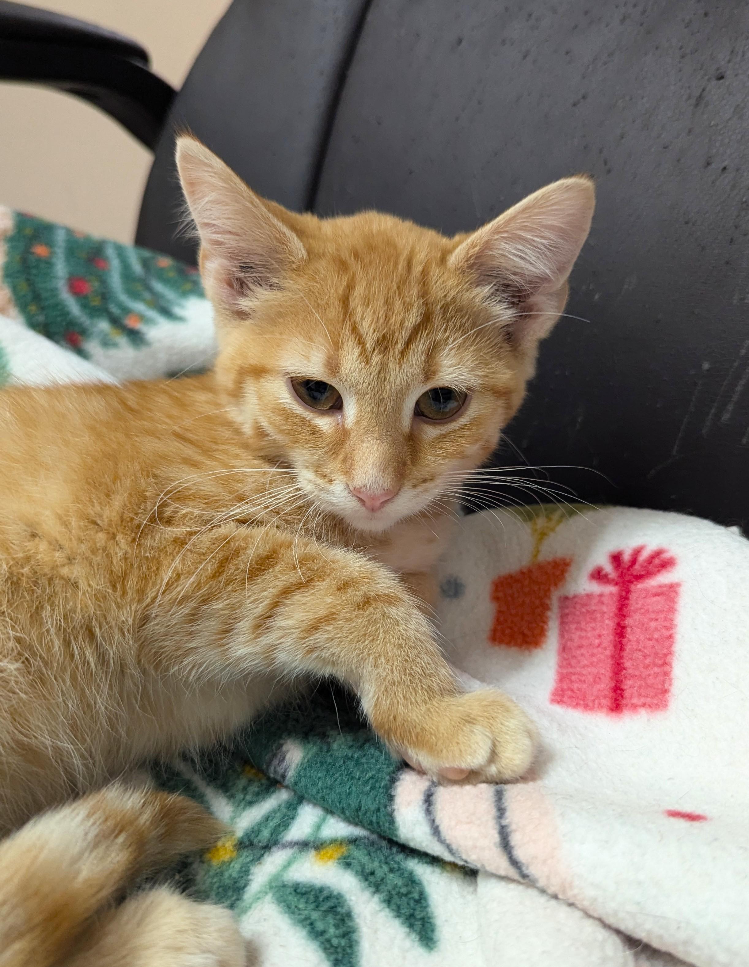 Vice, an adoptable Domestic Short Hair in Oconto, WI, 54153 | Photo Image 4