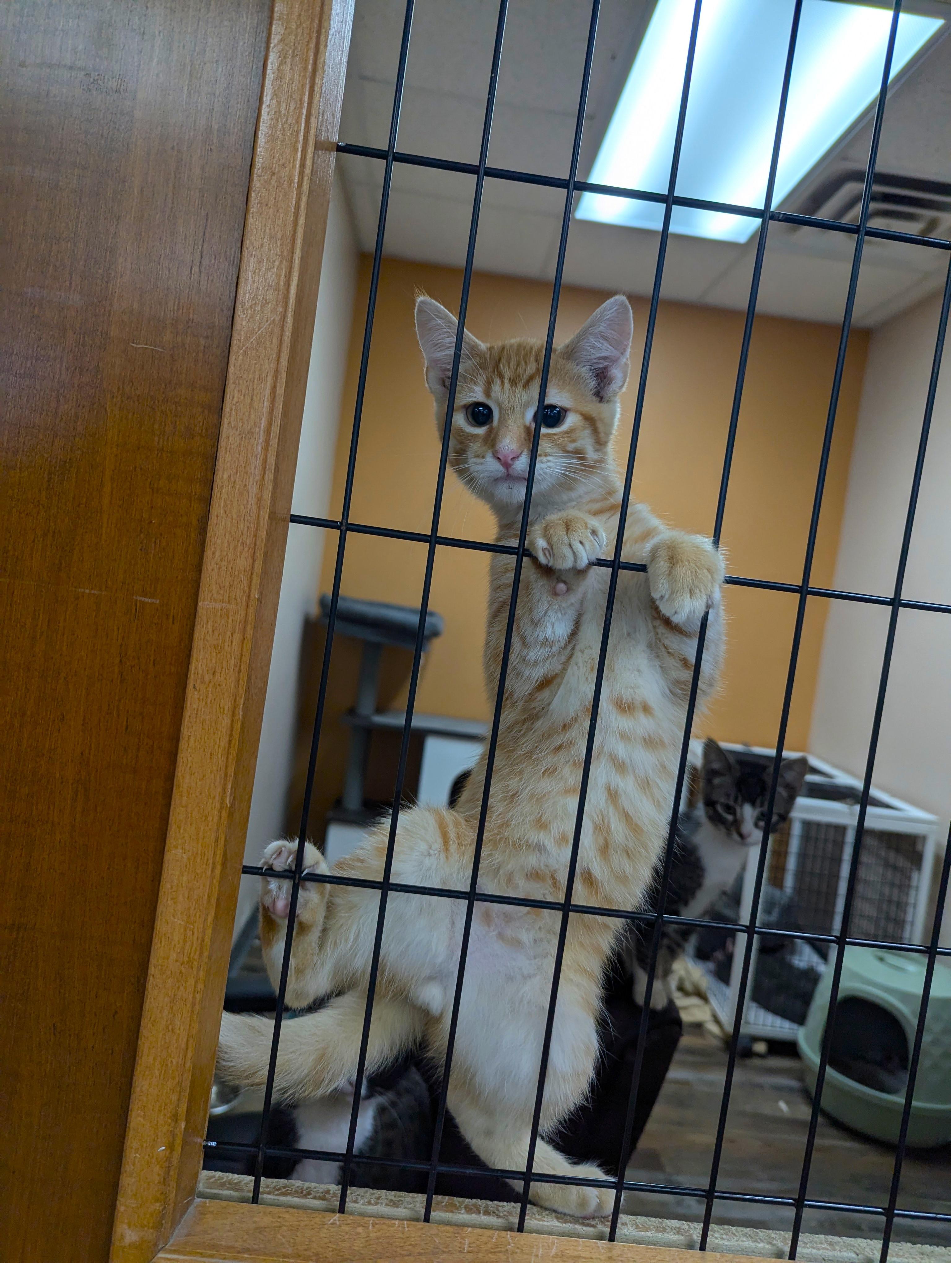 Vice, an adoptable Domestic Short Hair in Oconto, WI, 54153 | Photo Image 2