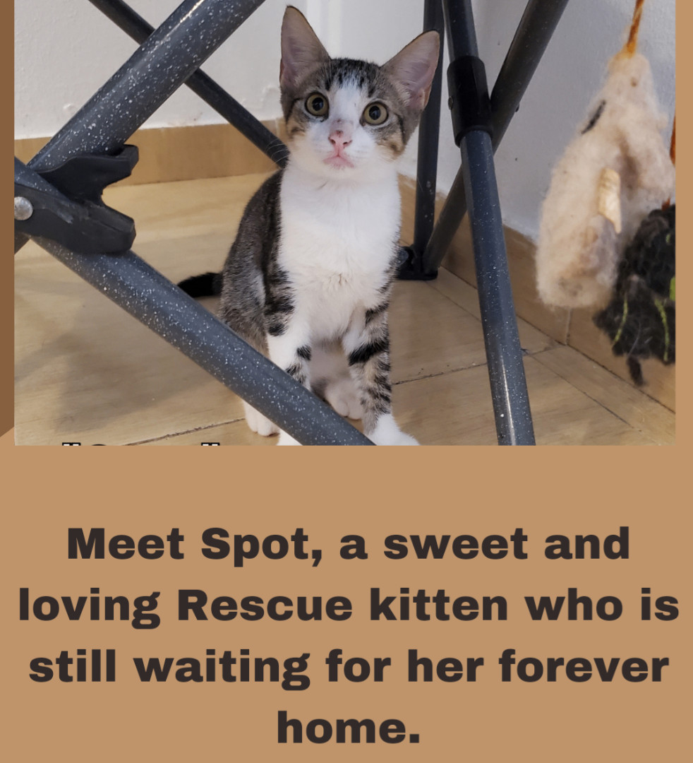 Spot, a Adopted mixed breed in Boston , MA image 1/3