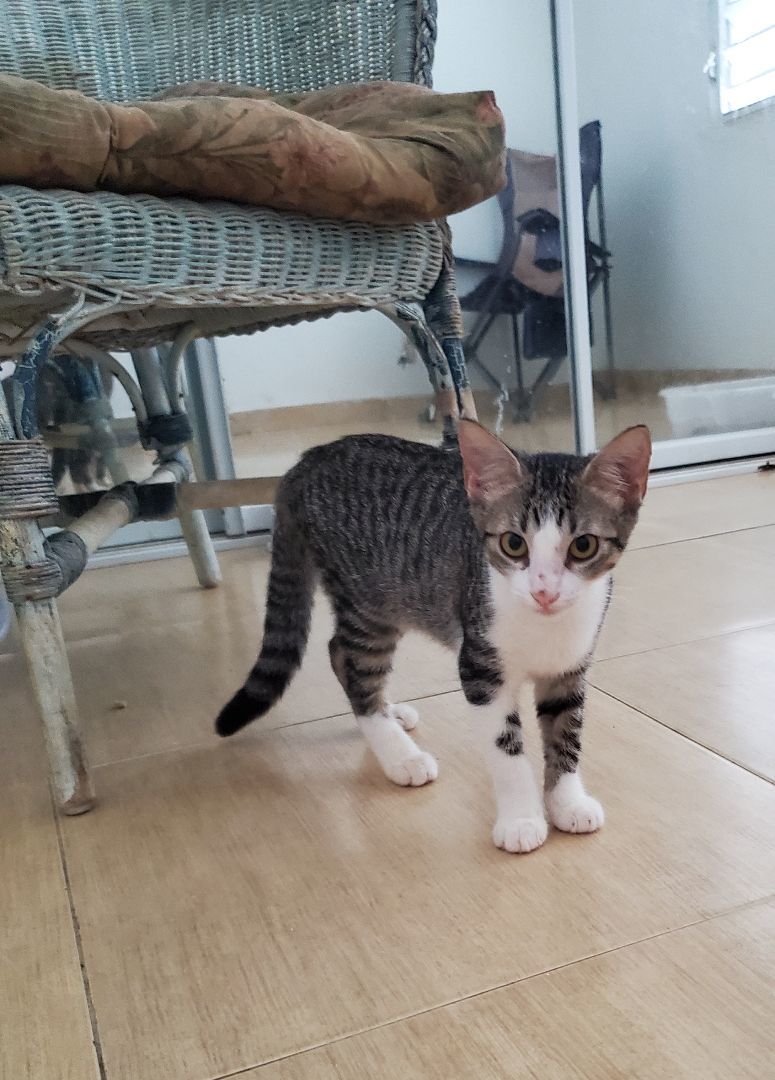 Spot, a Adopted mixed breed in Boston , MA image 2/3