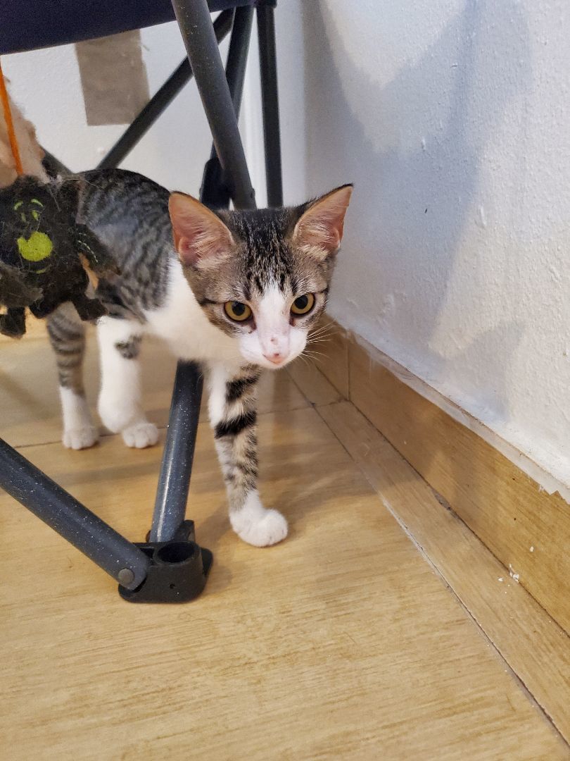 Spot, a Adopted mixed breed in Boston , MA image 3/3