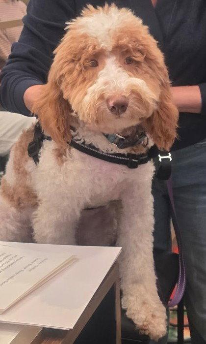 Kade, Adoptable, Young Male Golden Retriever & Poodle.
