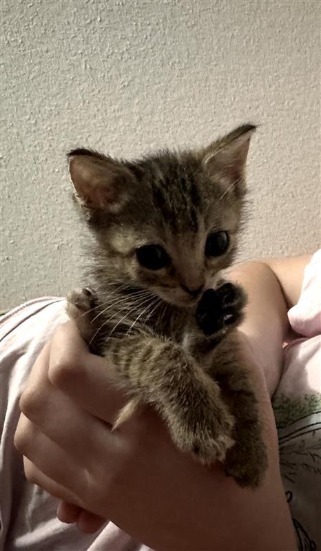 Jolly, Adoptable, Kitten Female Domestic Short Hair.