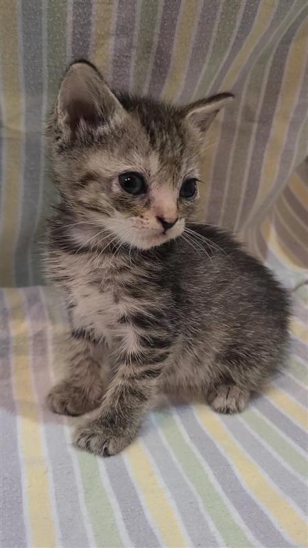 Enlarge Jolly, a Adoptable mixed breed in Fayetteville, AR image 2/4