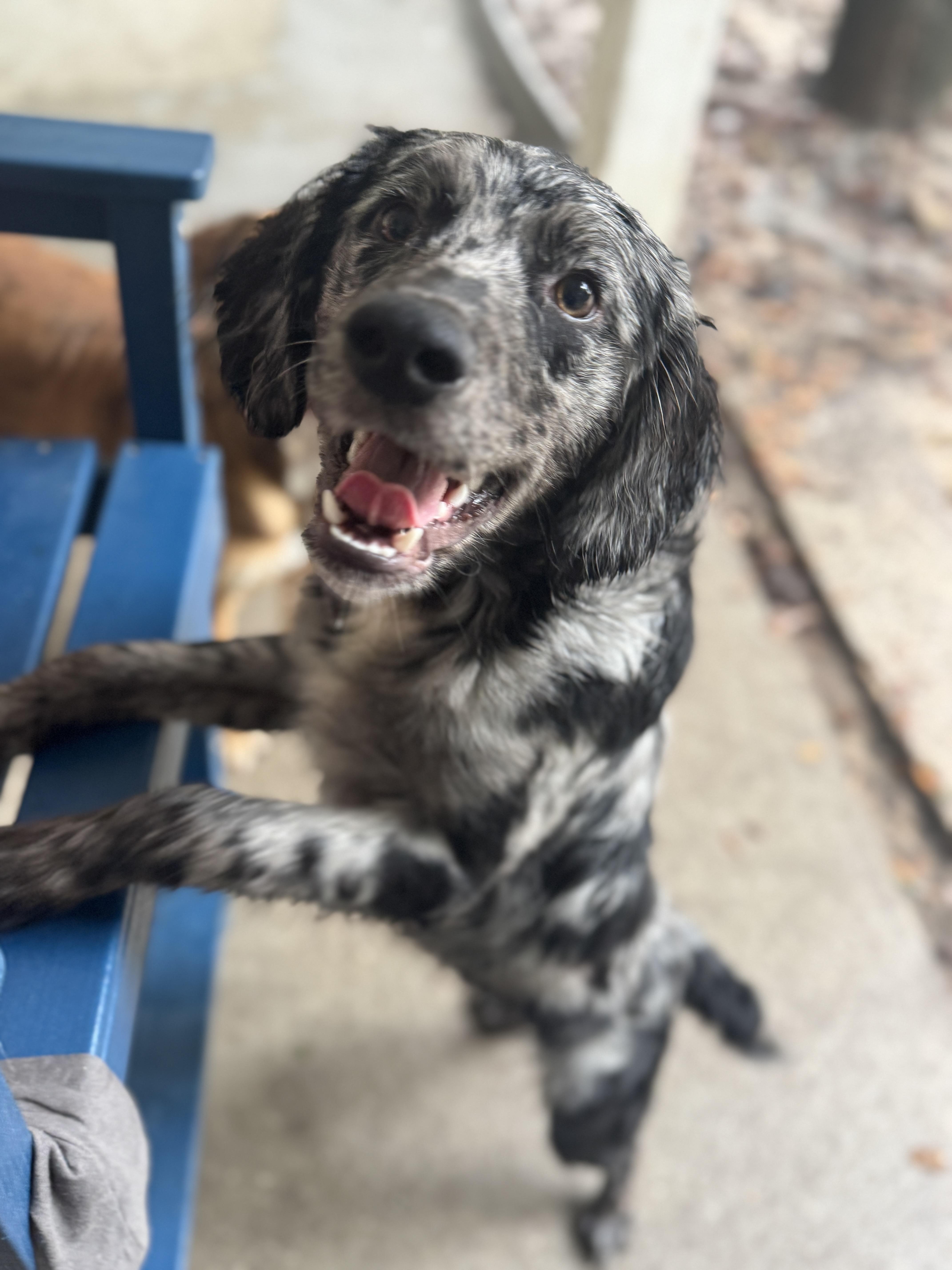 Kona , adopted, Puppy Male Field Spaniel & Australian Shepherd.