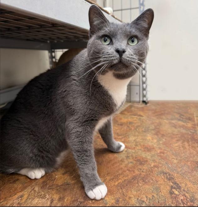 Momma Wobbles, Adoptable, Adult Female Domestic Short Hair.