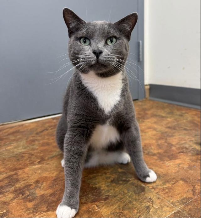Enlarge Momma Wobbles, a Adoptable Domestic Short Hair in Hudson, NH image 2/2