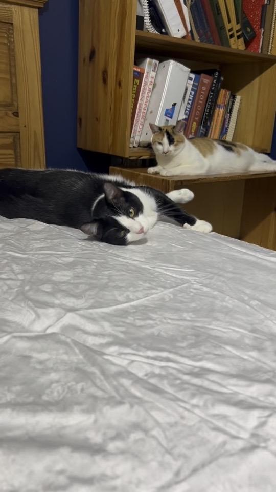 Adele, Adoptable, Young Female Domestic Short Hair.