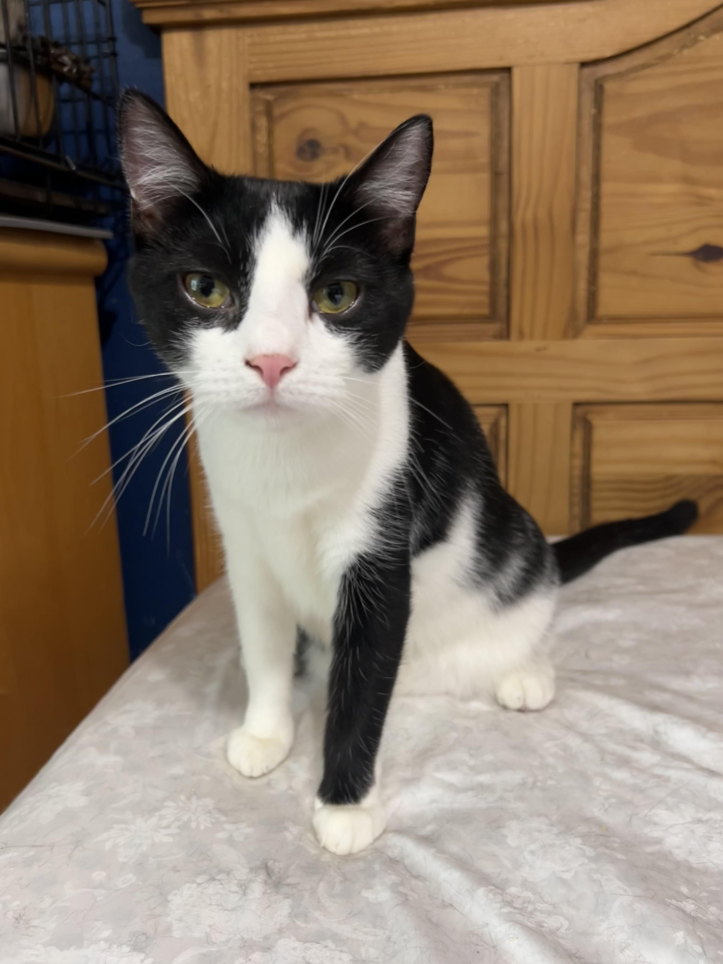 Enlarge Adele, a Adoptable Domestic Short Hair in Syosset, NY image 2/5