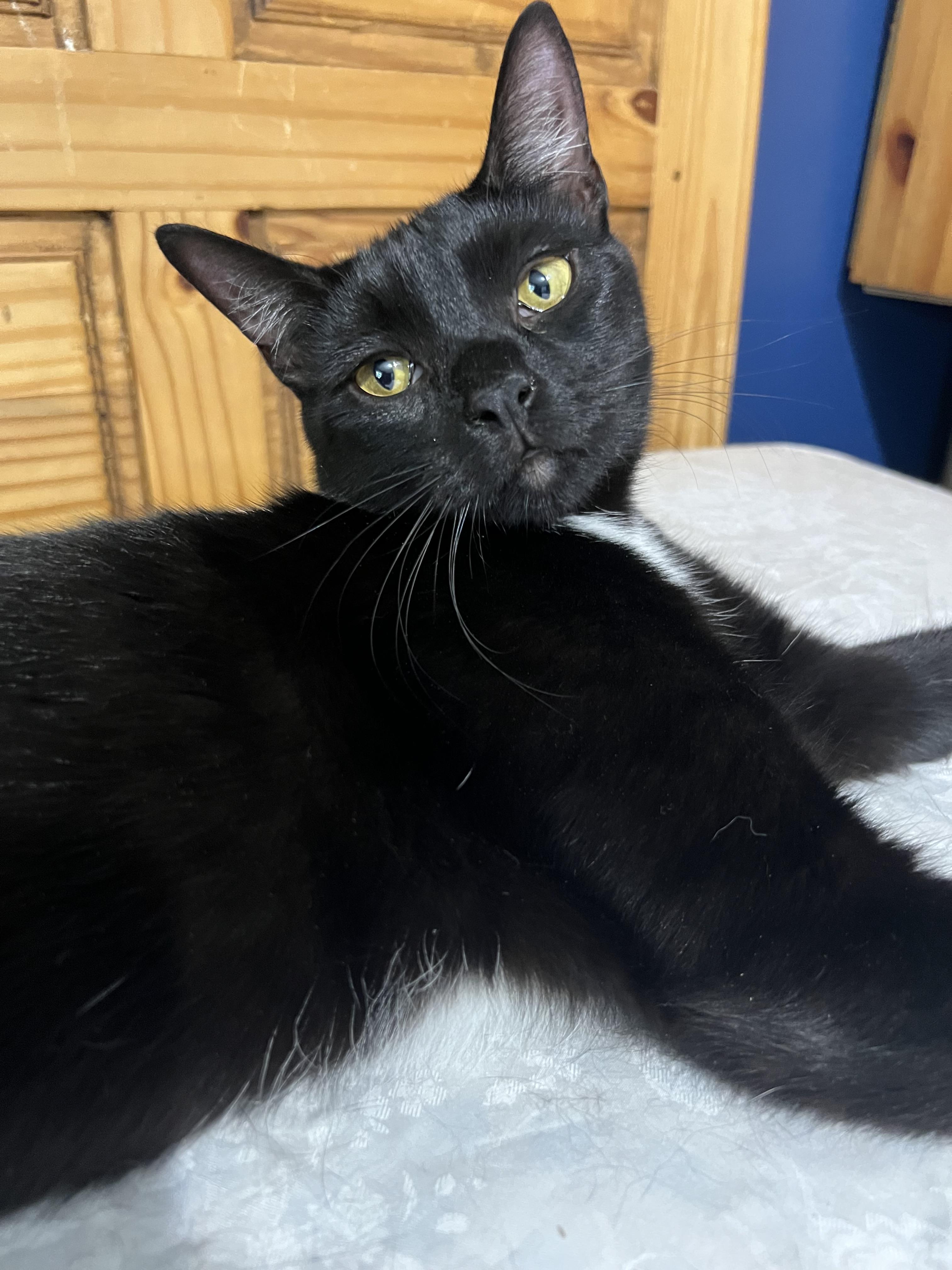 Enlarge Adele, a Adoptable Domestic Short Hair in Syosset, NY image 3/5
