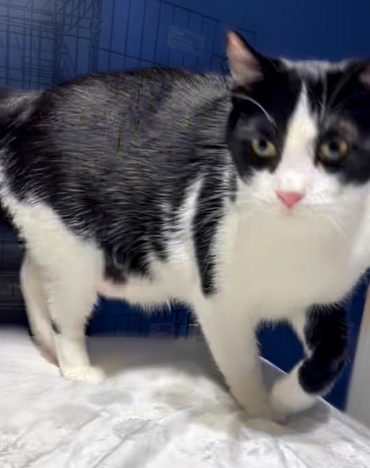 Enlarge Adele, a Adoptable Domestic Short Hair in Syosset, NY image 4/5