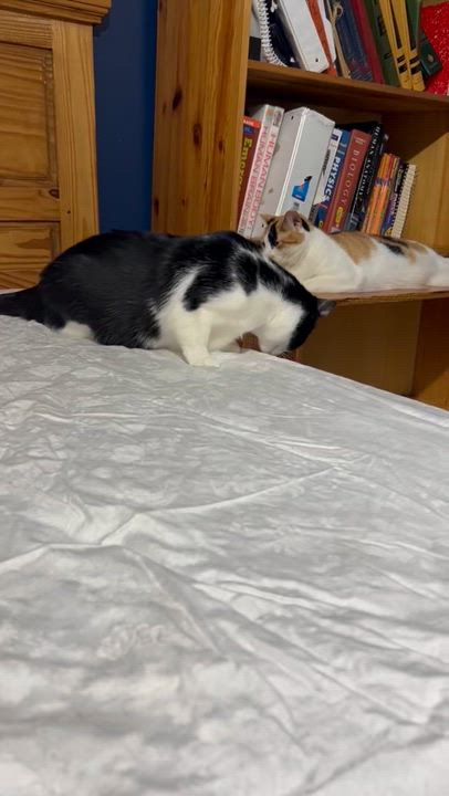 Enlarge Adele, a Adoptable Domestic Short Hair in Syosset, NY video 5/5