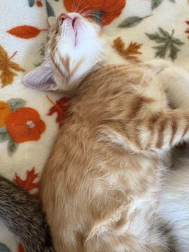 Aunt Bee, Adoptable, Young Female Domestic Short Hair.