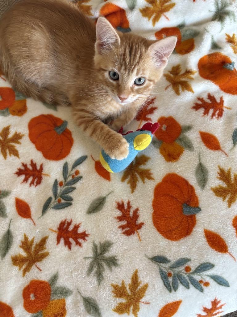 Enlarge Aunt Bee, a Adoptable Domestic Short Hair in Kenosha , WI image 2/3