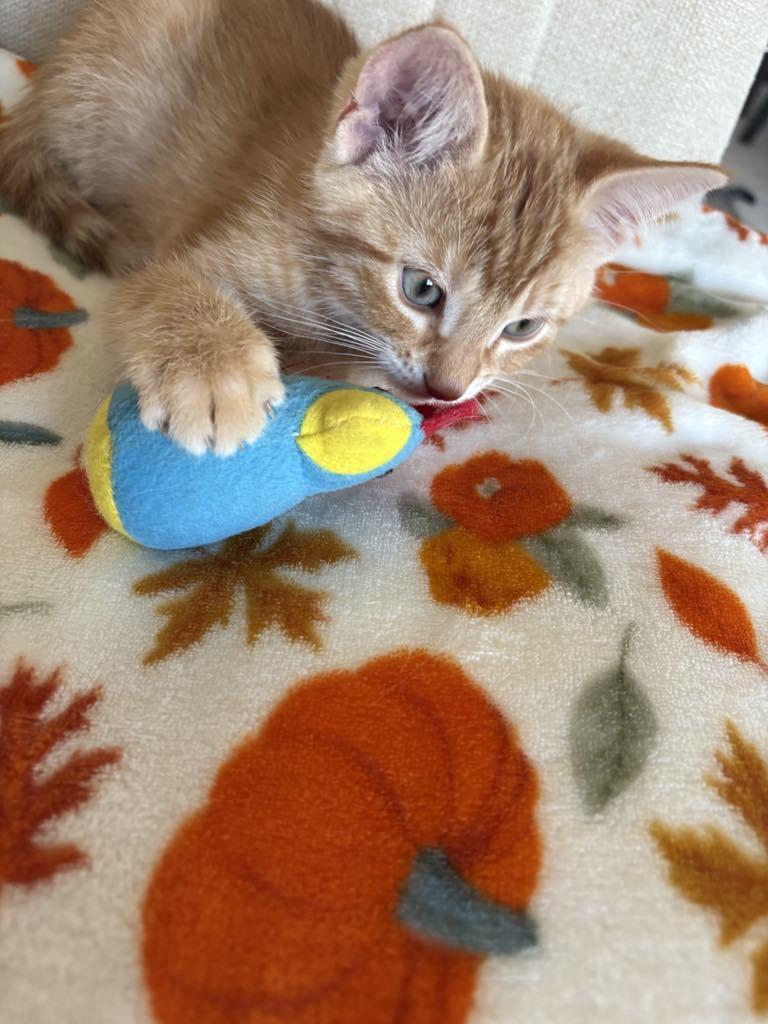 Enlarge Aunt Bee, a Adoptable Domestic Short Hair in Kenosha , WI image 3/3