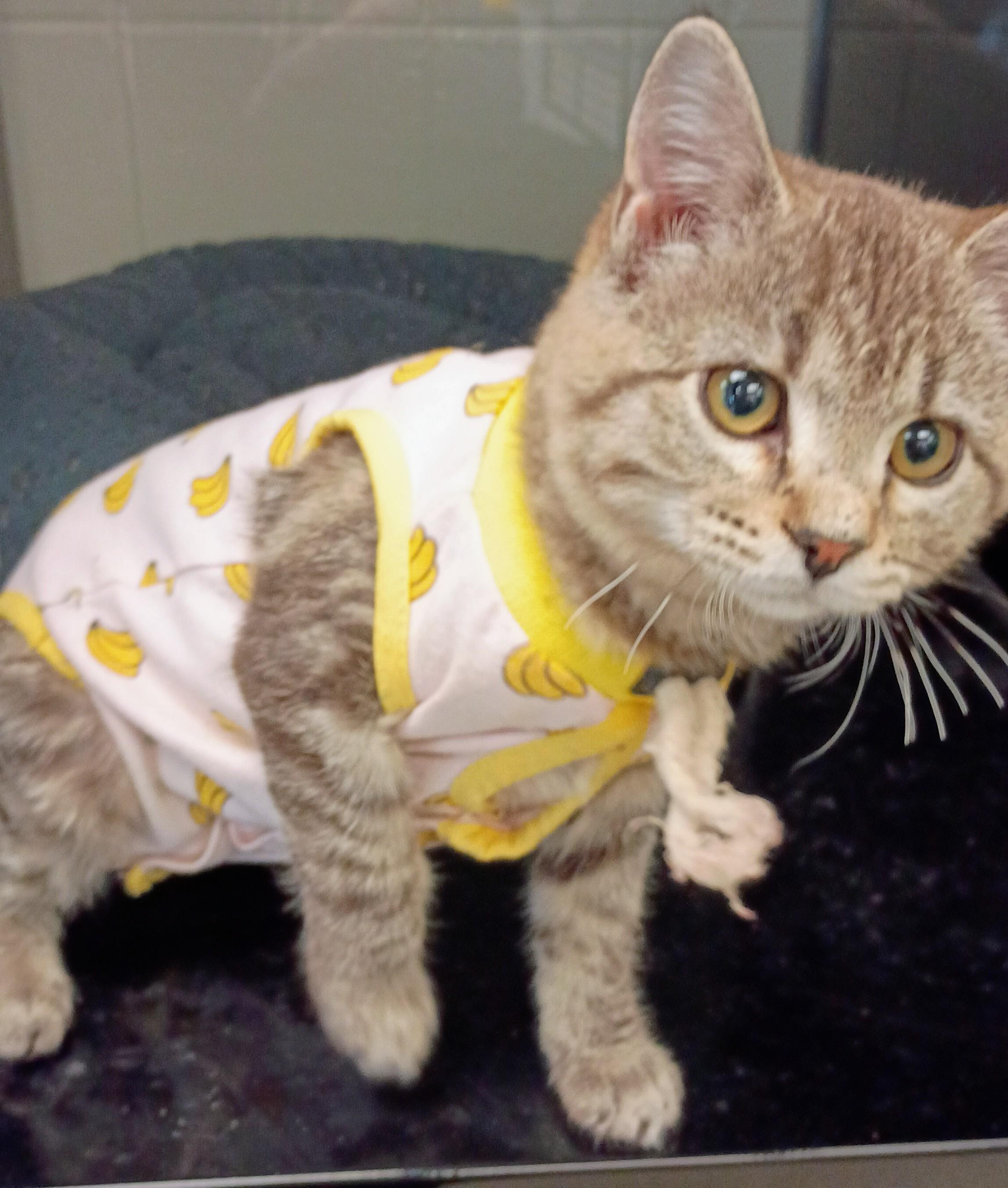 Hayes, an adoptable Domestic Short Hair in Kearney, NE, 68845 | Photo Image 1