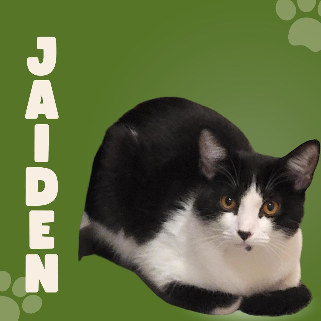 Jaiden, Adoptable, Kitten Female Domestic Short Hair.
