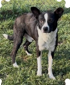 Enlarge Finley, a Adoptable mixed breed in Chillicothe, MO image 1/1