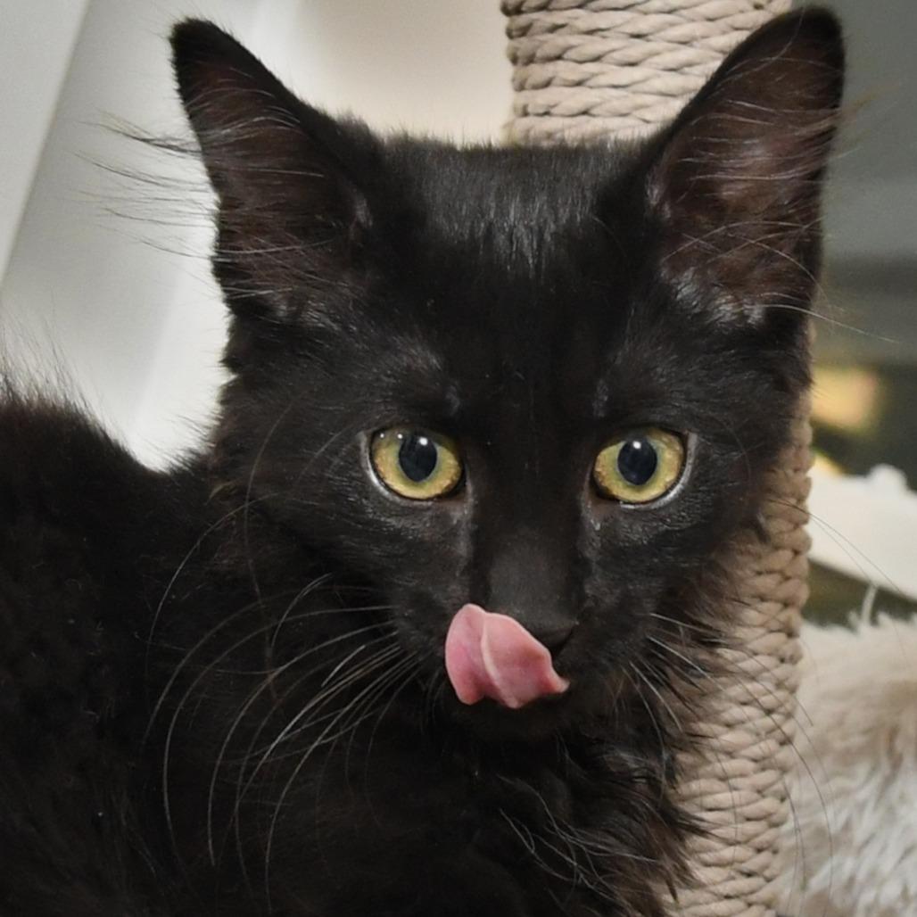 Chiffon lacy k, Adoptable, Kitten Male Domestic Medium Hair.