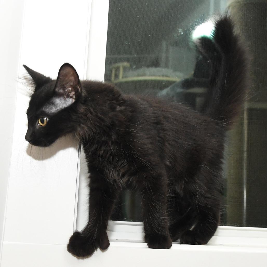 Chiffon lacy k, a Adoptable Domestic Medium Hair in Natick, MA image 2/5