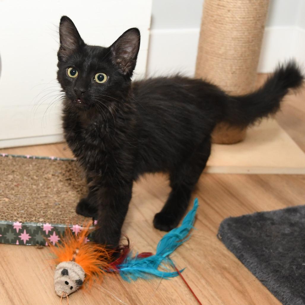 Chiffon lacy k, a Adoptable Domestic Medium Hair in Natick, MA image 3/5