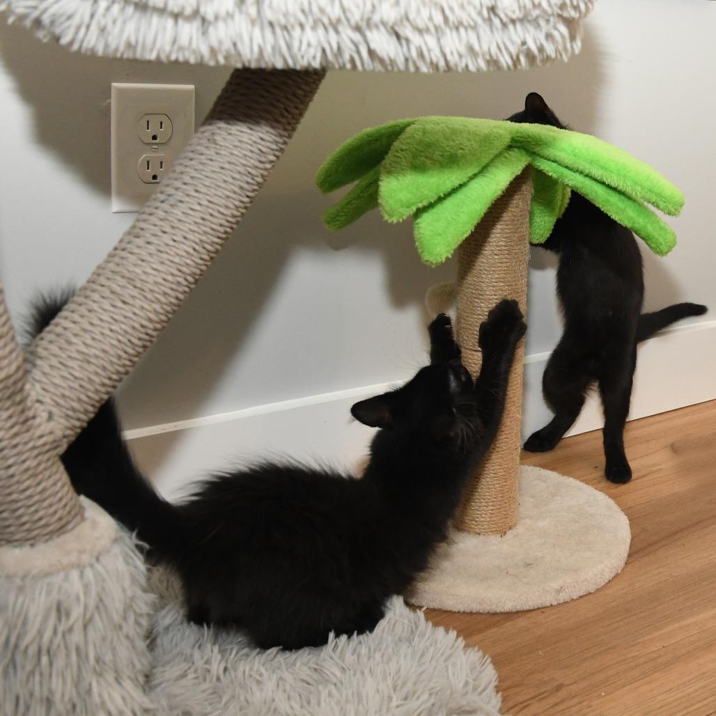 Chiffon lacy k, a Adoptable Domestic Medium Hair in Natick, MA image 5/5