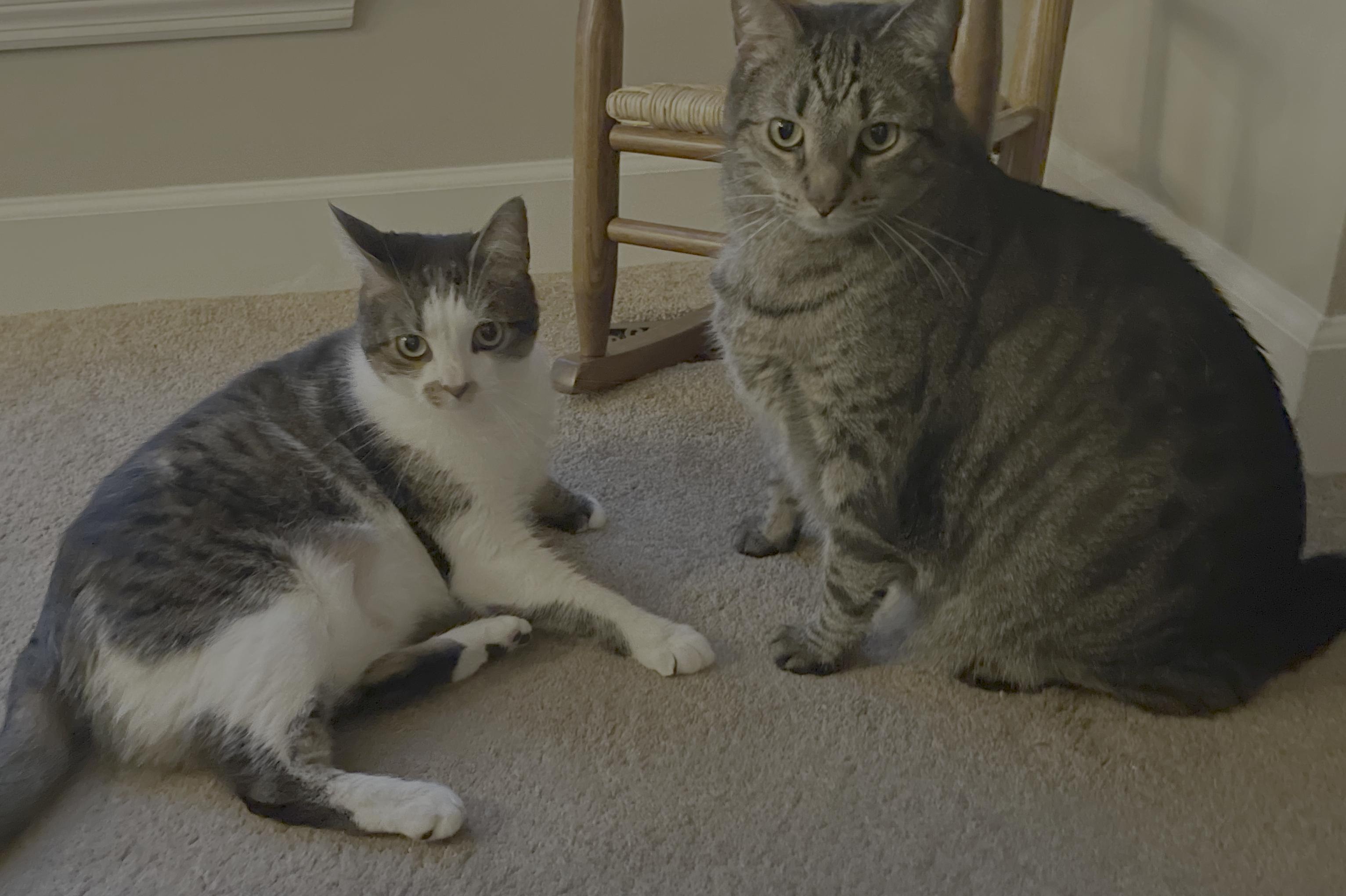 Enlarge Milly + Finn (bonded pair), a Adoptable Domestic Short Hair in Nashville, TN image 1/3