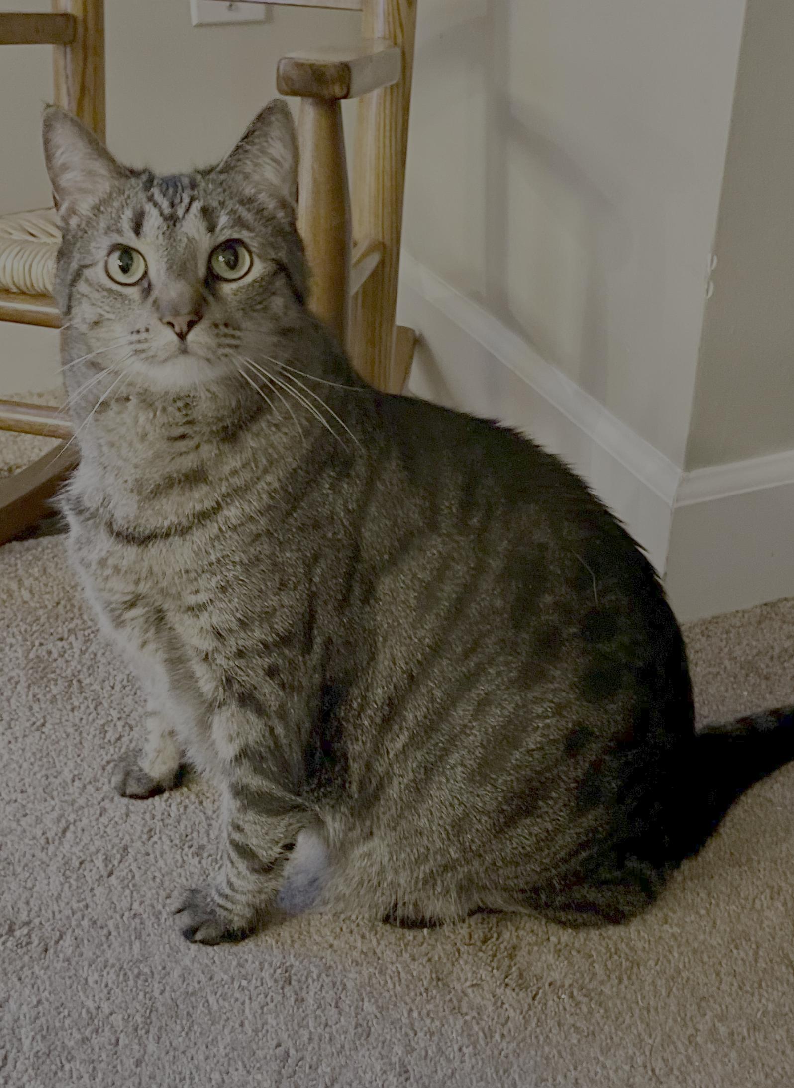 Enlarge Milly + Finn (bonded pair), a Adoptable Domestic Short Hair in Nashville, TN image 3/3