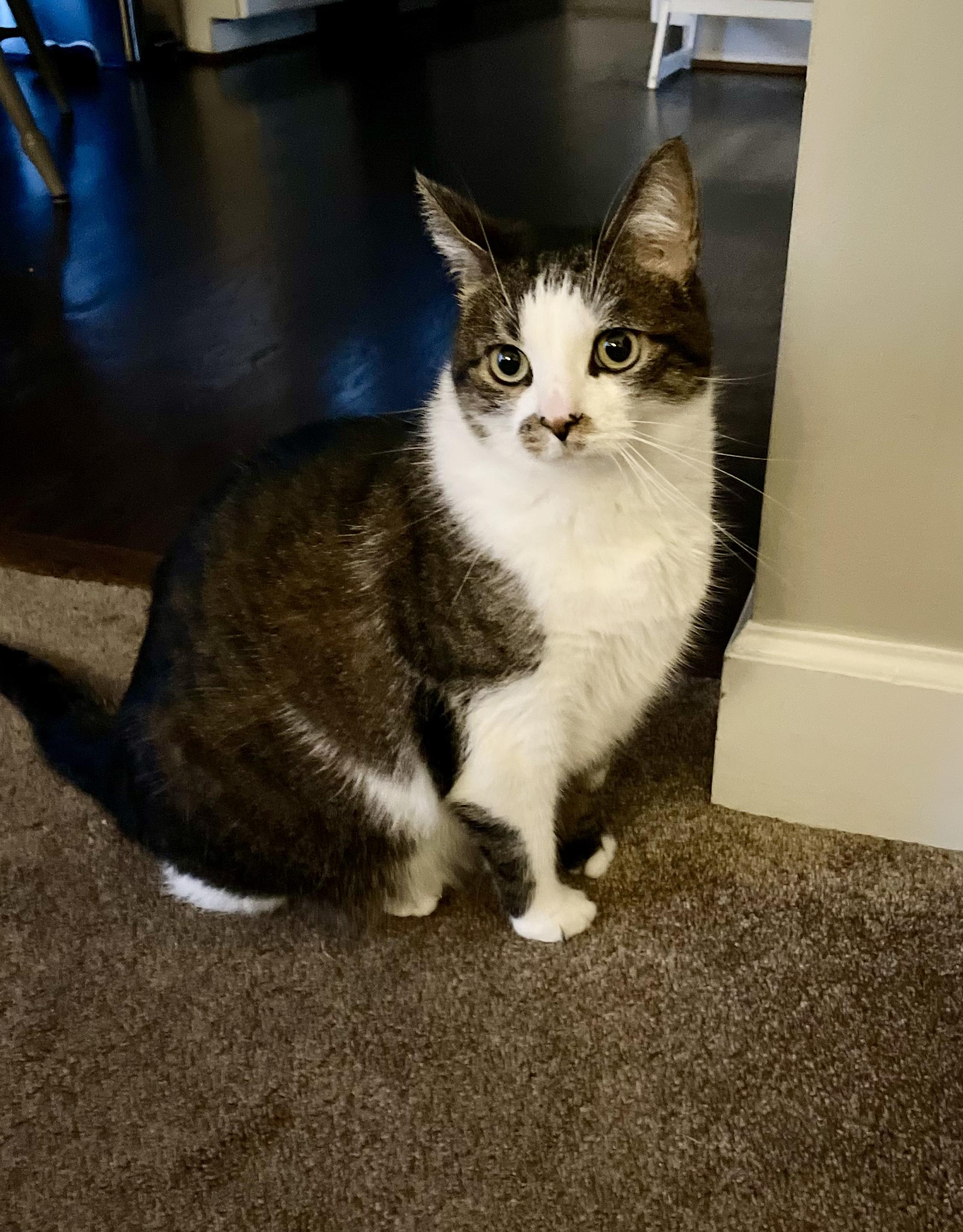 Enlarge Milly + Finn (bonded pair), a Adoptable Domestic Short Hair in Nashville, TN image 2/3