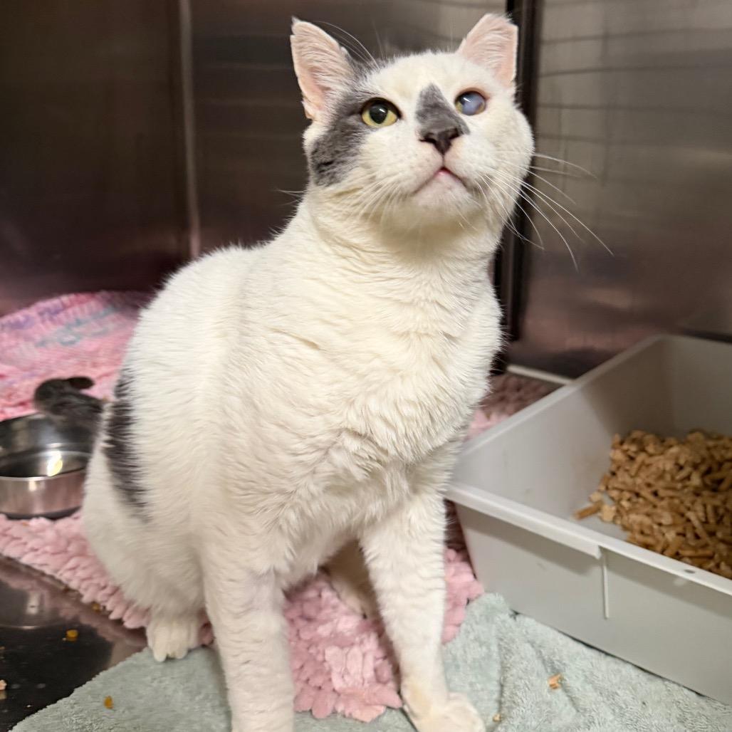 Kermit, a Adoptable Domestic Short Hair in Morgan Hill, CA image 1/4