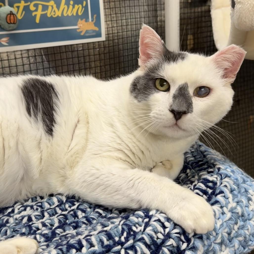 Kermit, a Adoptable Domestic Short Hair in Morgan Hill, CA image 2/4