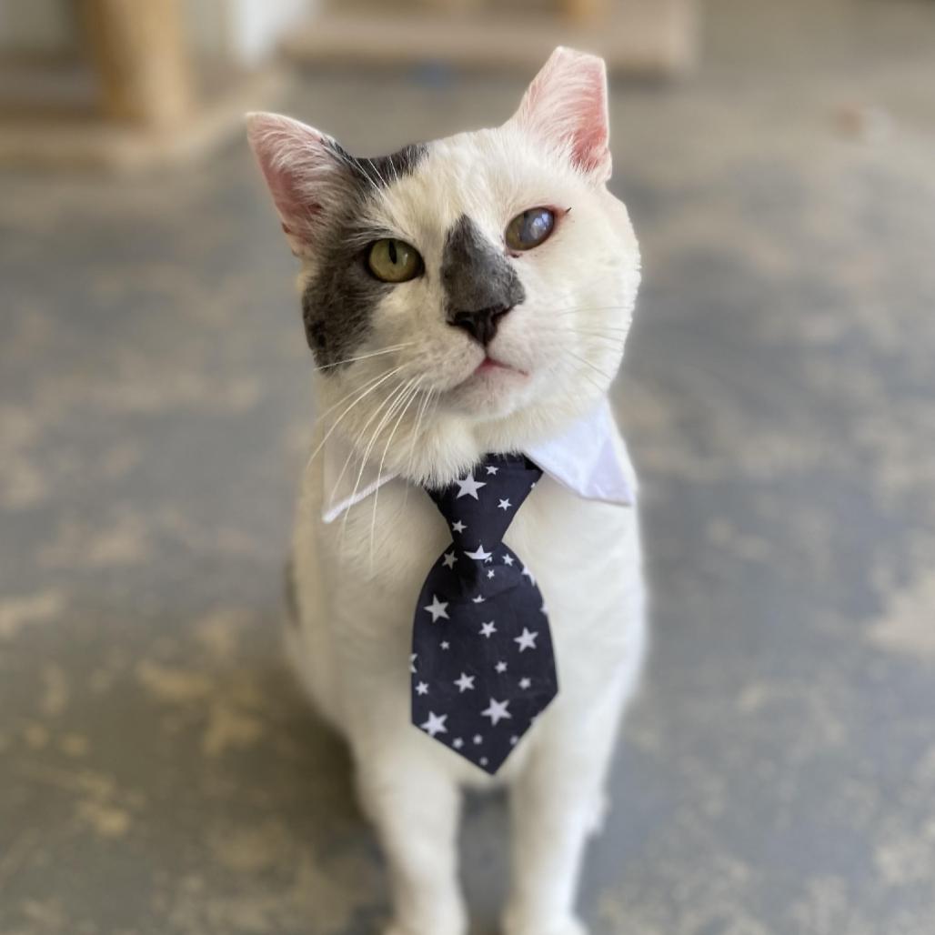 Kermit, a Adoptable Domestic Short Hair in Morgan Hill, CA image 3/4