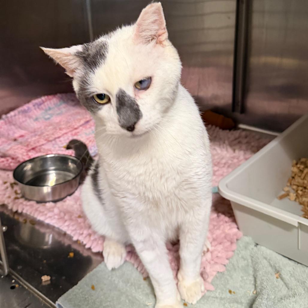 Kermit, a Adoptable Domestic Short Hair in Morgan Hill, CA image 4/4