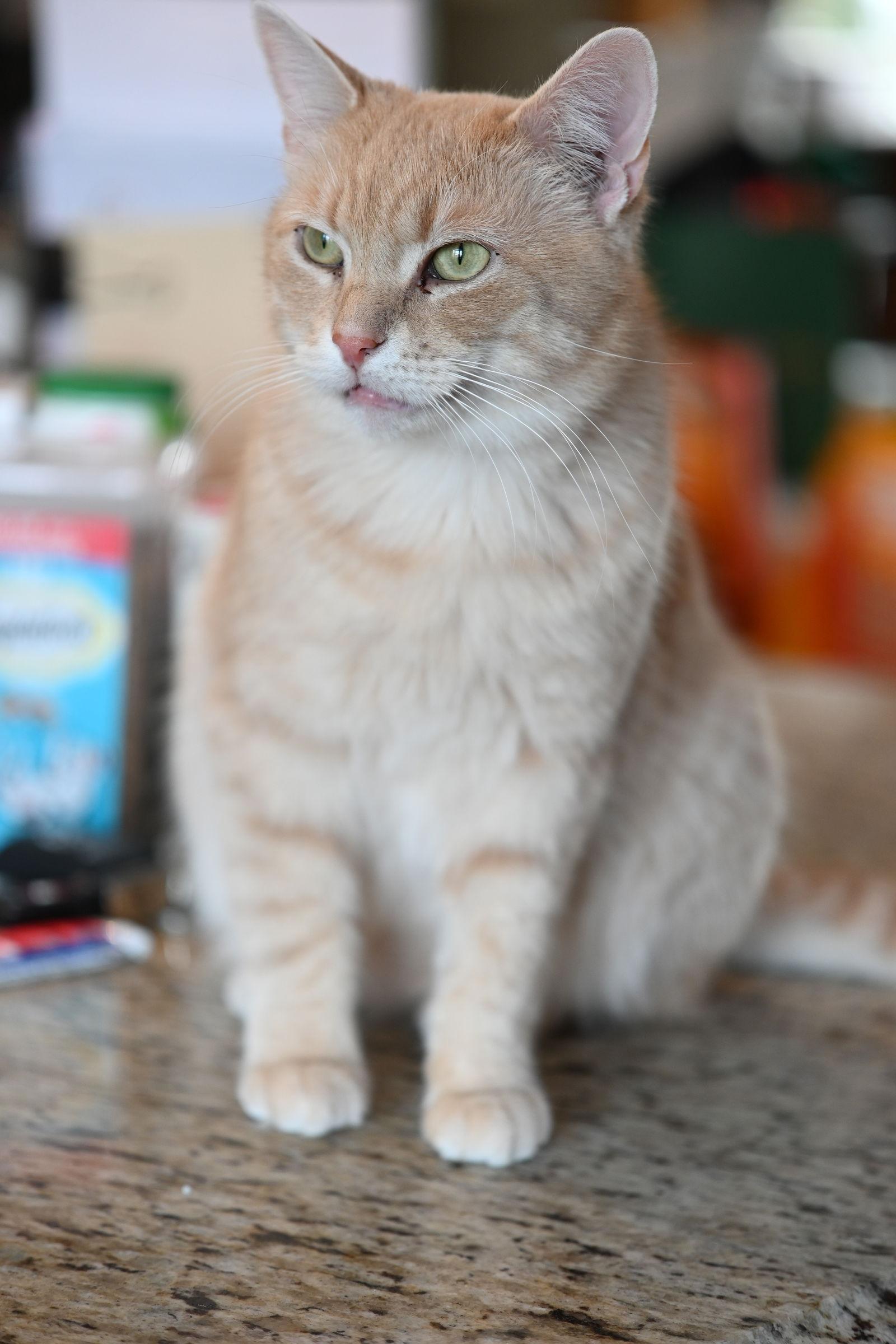 Fonzie - Sponsored by Anne Chu, a Adoptable Domestic Short Hair in Markham, ON image 2/6