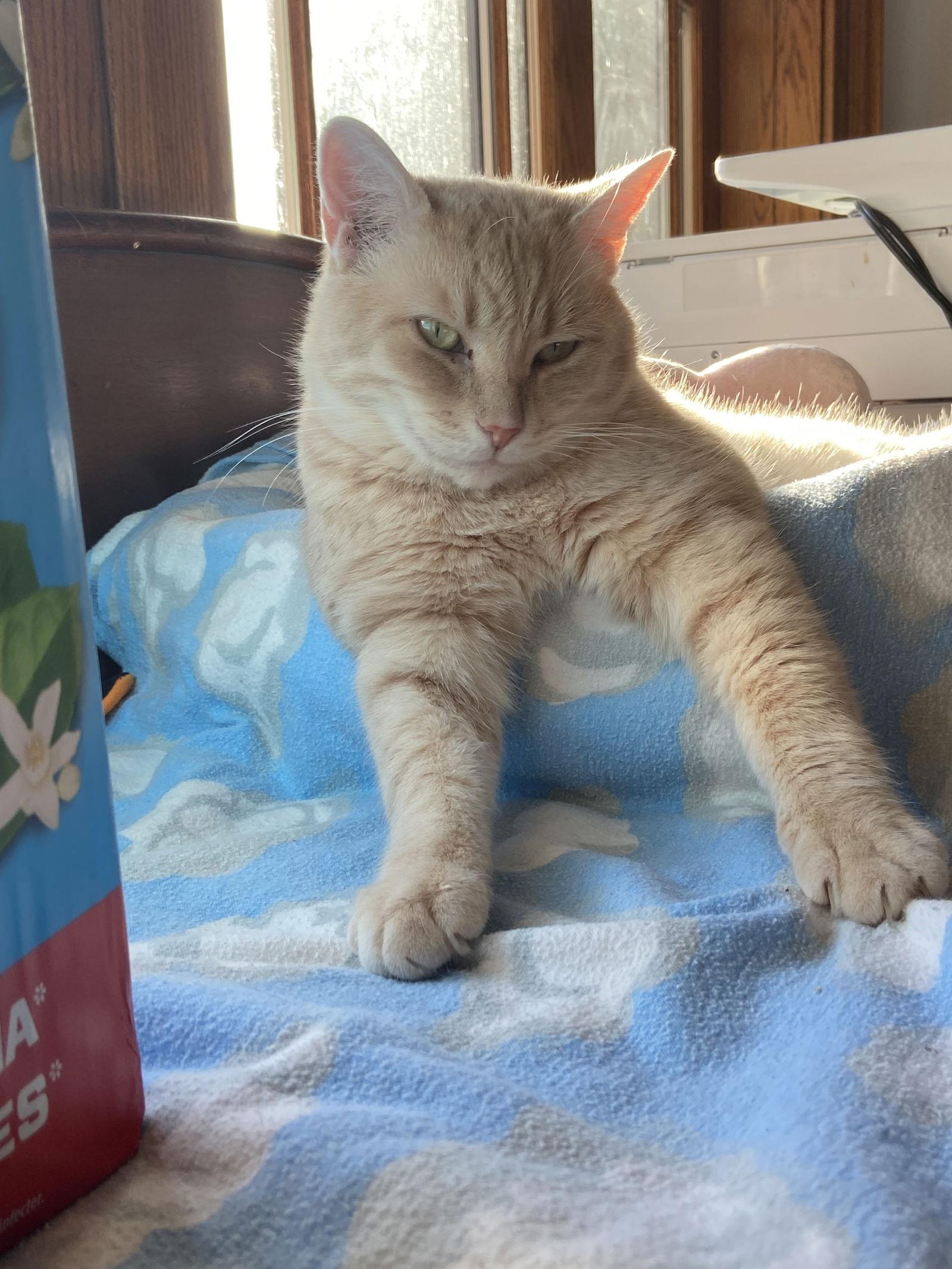 Enlarge Fonzie - Sponsored by Anne Chu, a Adoptable Domestic Short Hair in Markham, ON image 3/6