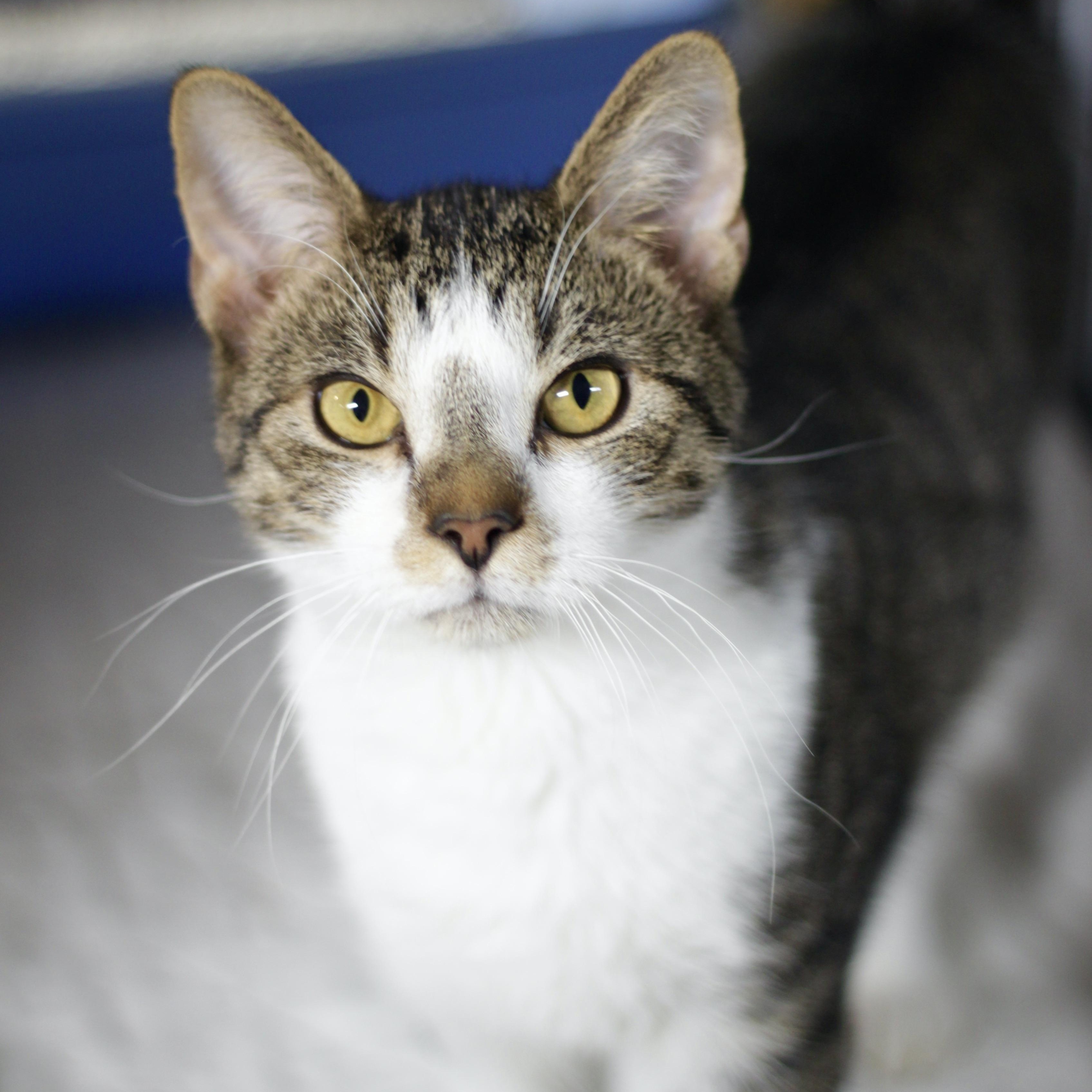 Mikey, Adoptable, Young Male Domestic Short Hair.