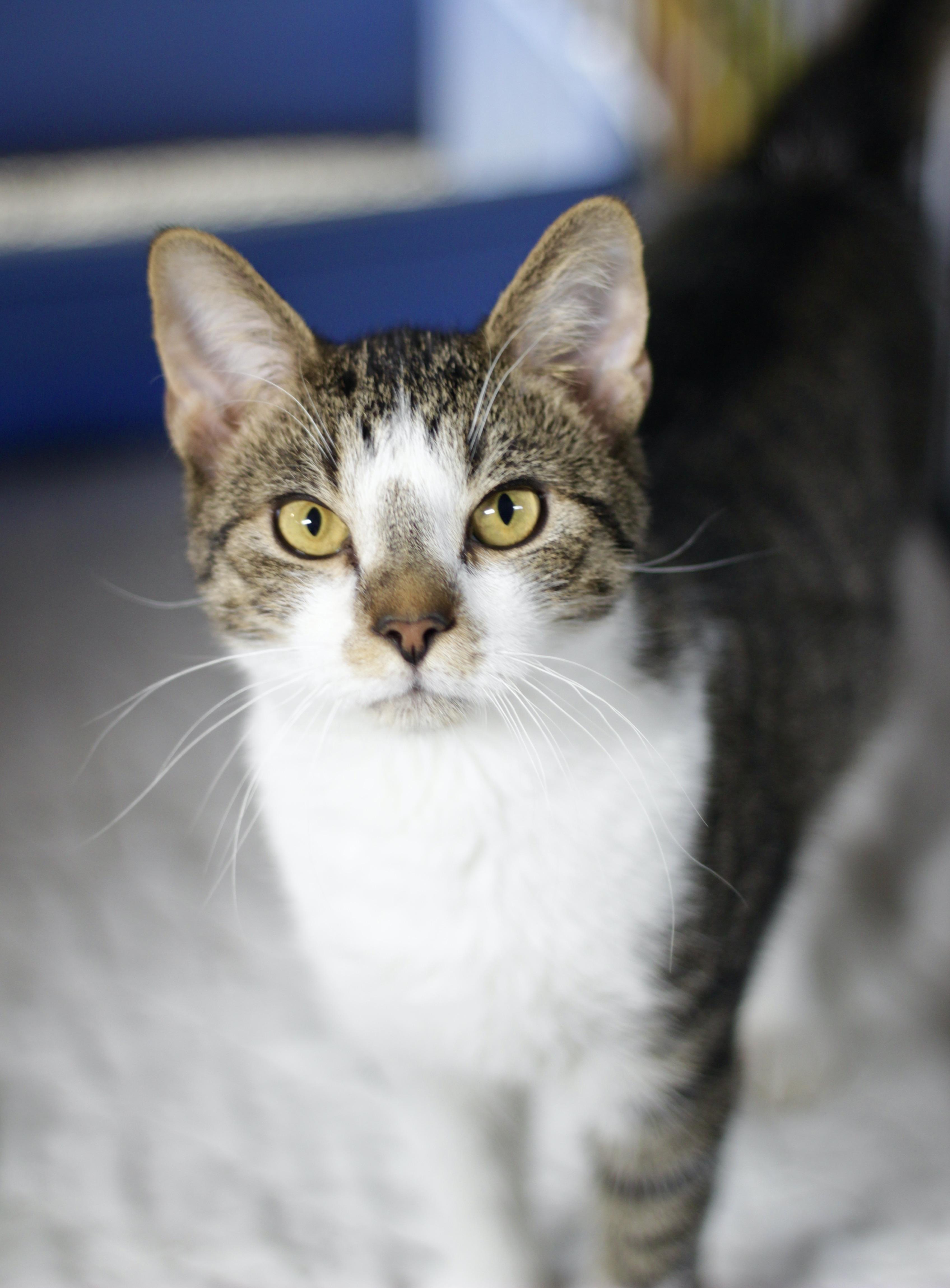 Enlarge Mikey, a Adoptable Domestic Short Hair in Avon, OH image 1/5