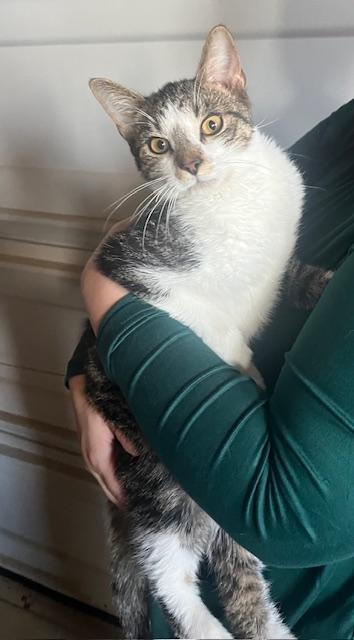 Enlarge Mikey, a Adoptable Domestic Short Hair in Avon, OH image 4/5