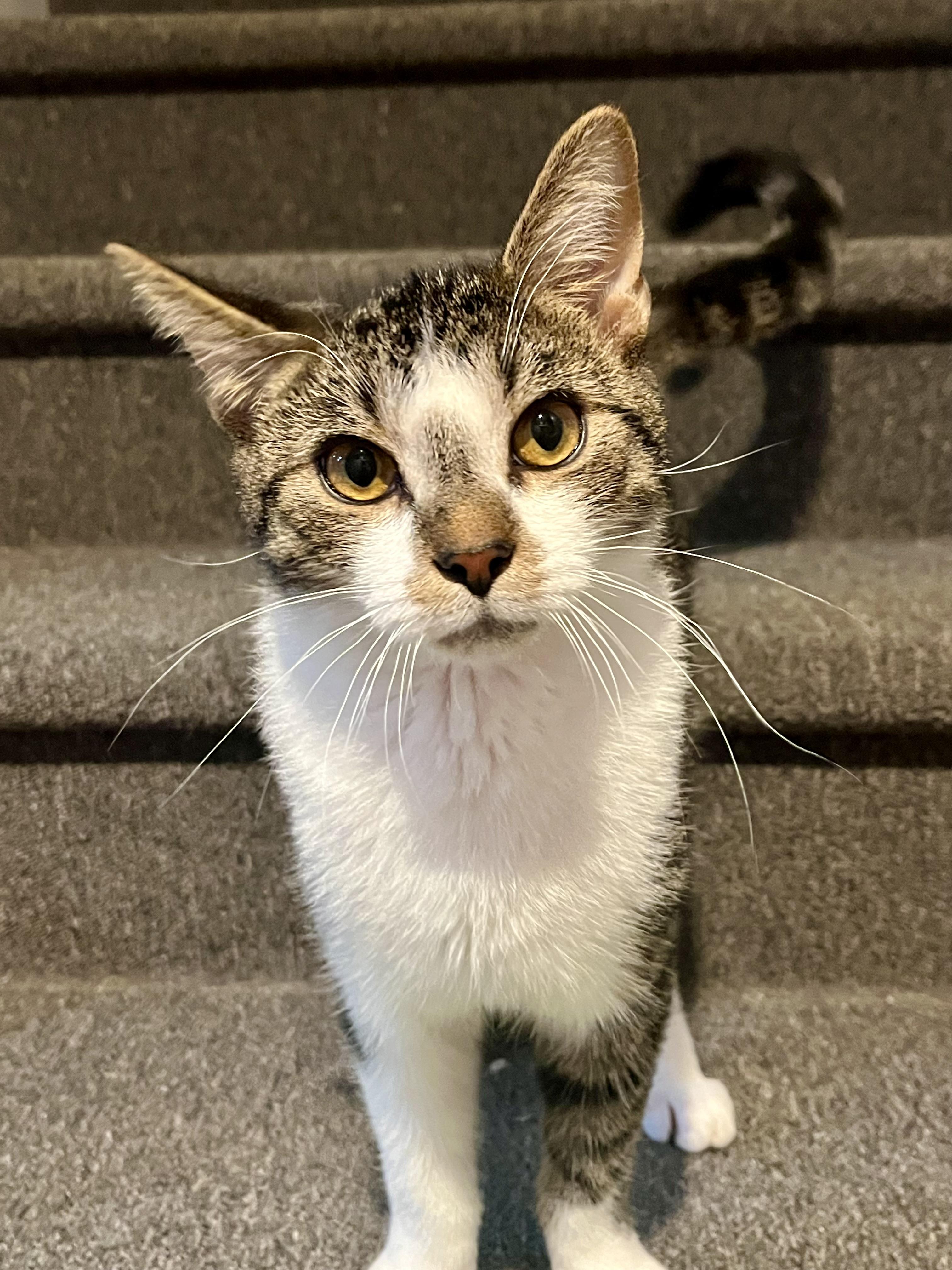 Enlarge Mikey, a Adoptable Domestic Short Hair in Avon, OH image 3/5