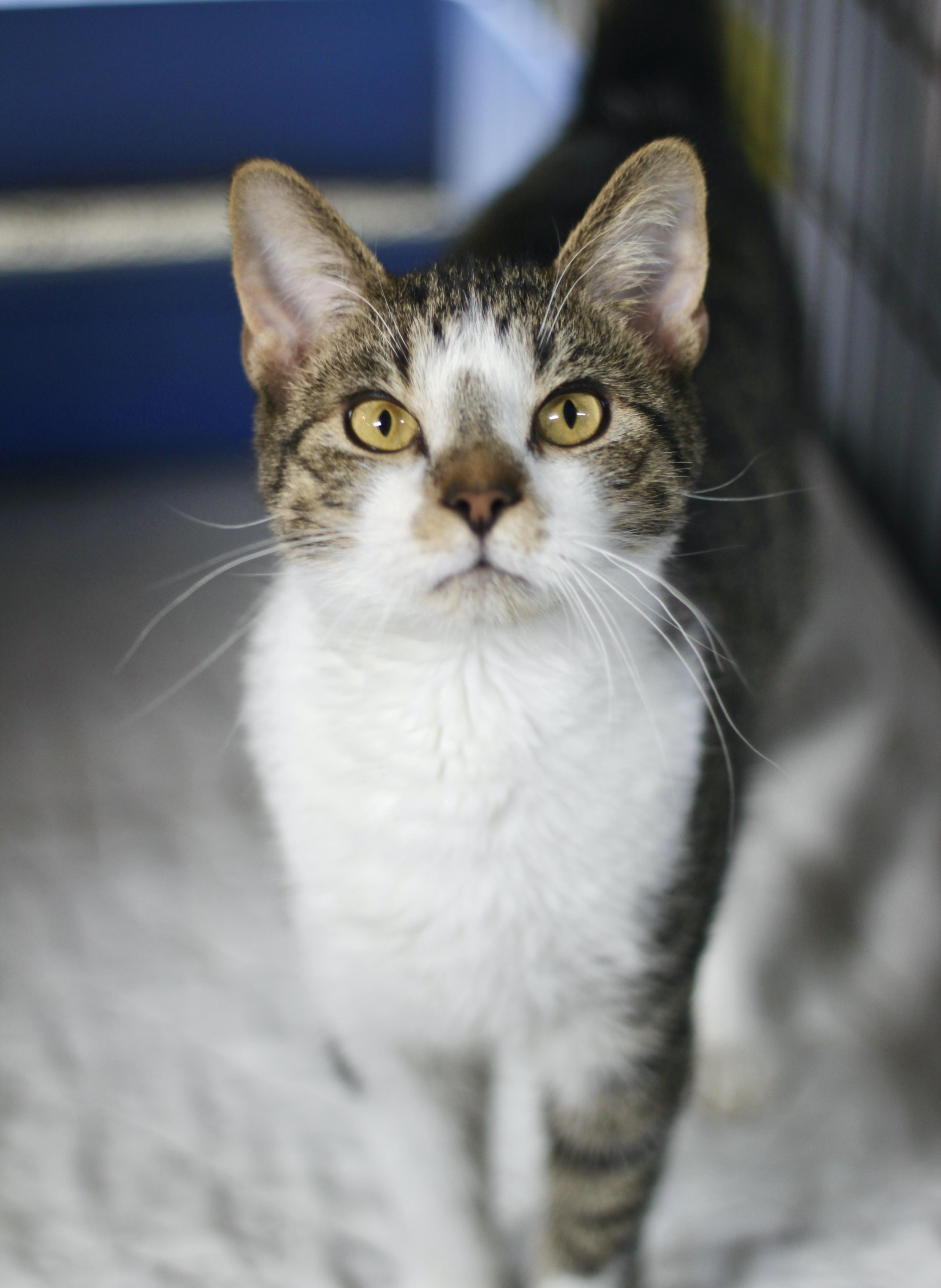 Enlarge Mikey, a Adoptable Domestic Short Hair in Avon, OH image 5/5