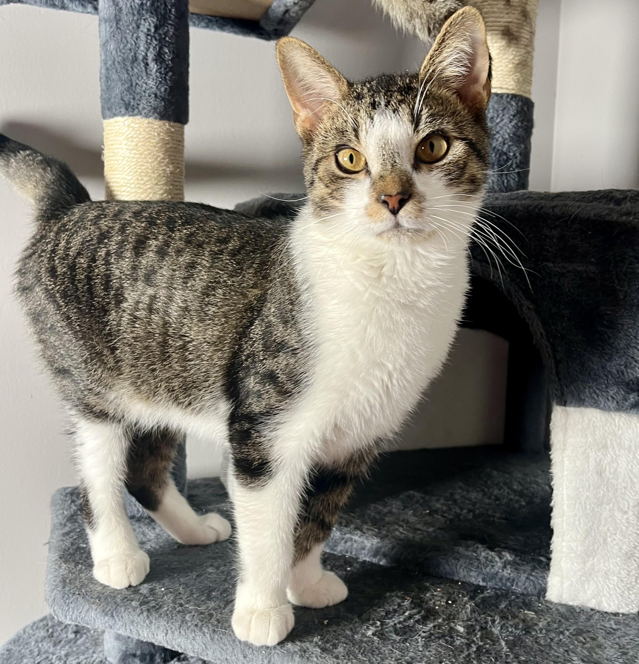 Mikey, Adoptable, Young Male Domestic Short Hair.