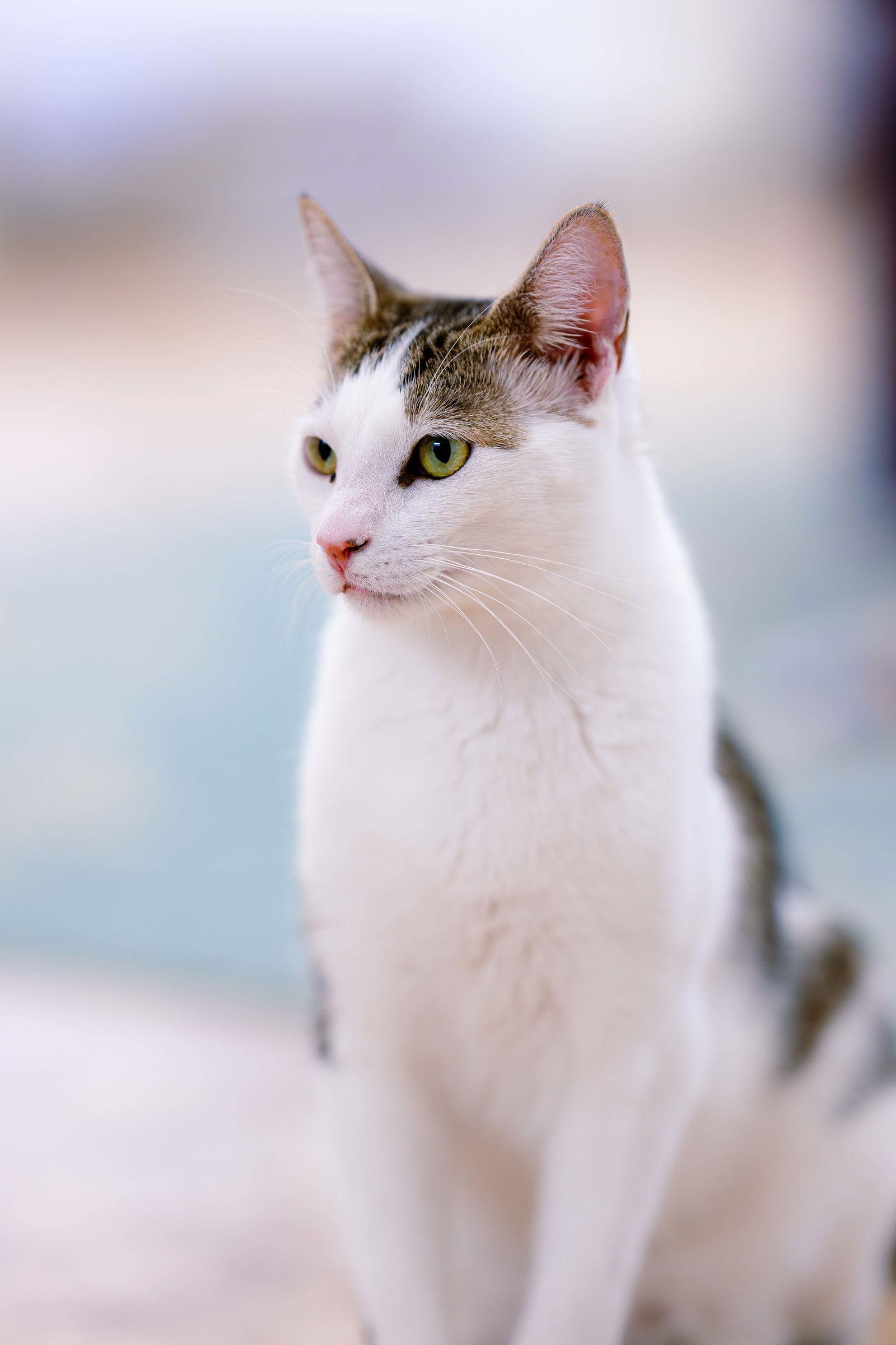 Enlarge Snoopy (bonded w/ Marcie), a Adoptable mixed breed in San Jose, CA image 1/3