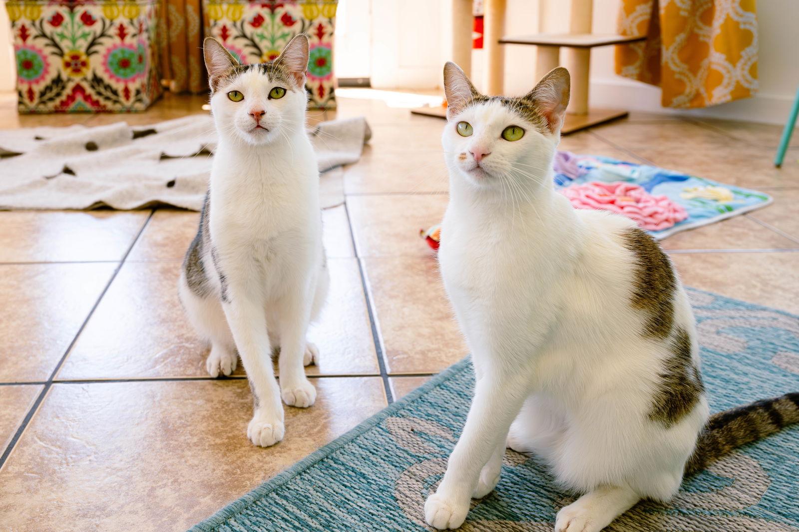 Enlarge Snoopy (bonded w/ Marcie), a Adoptable mixed breed in San Jose, CA image 2/3